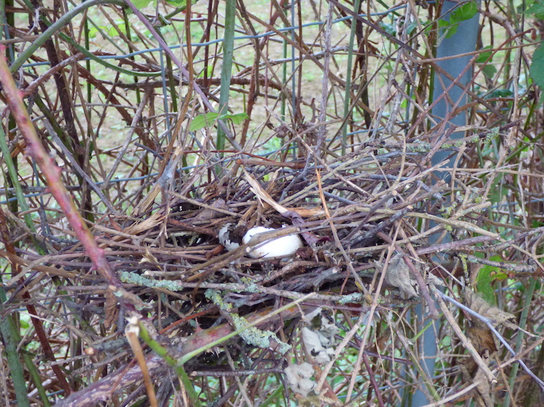 Nid bas de pigeon ramier (1,10 m) construit dans un roncier sur clôture (oeufs prédatés)