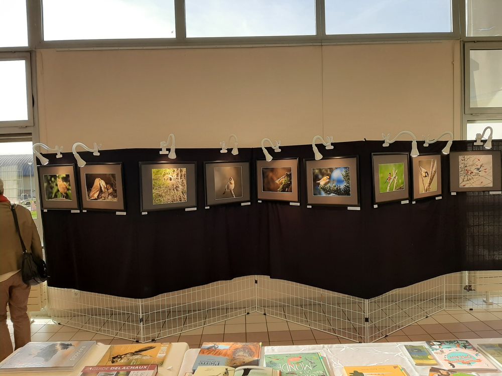 L'expo &quot;Oiseaux des jardins&quot; prétée par l'association Claque-Pépins