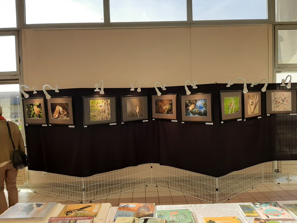 L'expo "Oiseaux des jardins" prétée par l'association Claque-Pépins