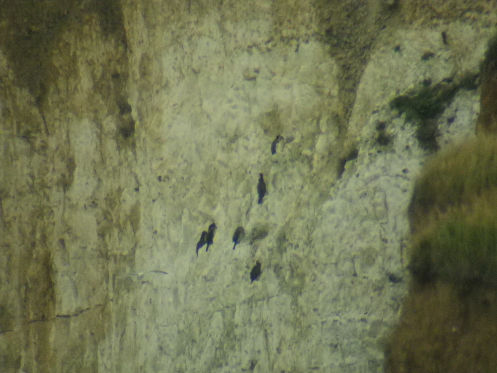 Cormorans sur la falaise (servant peut-être de dortoir ou de lieu de nidification?)