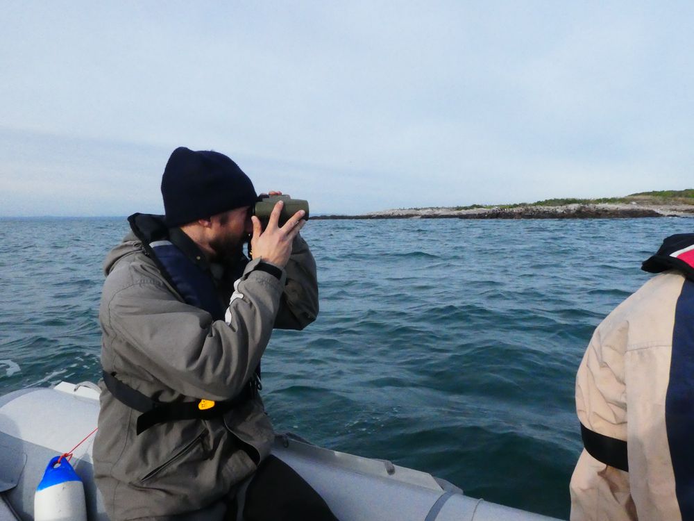 Comptage des cormorans au repos par Régis et lecture de bagues. 1000 cormorans des deux espèces étaient présents.