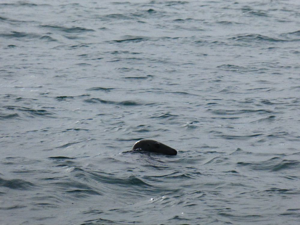 Un phoque gris pêchait paisiblement à quelques mètres du rivage.