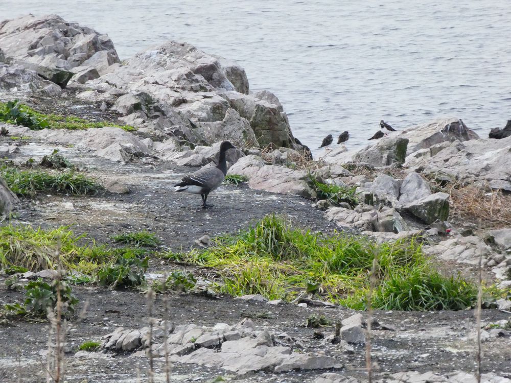 Hôte peu fréquent sur l'île : la bernache cravant qui vient s'y alimenter. Les tourne-pierres sont à l'arrière-plan.