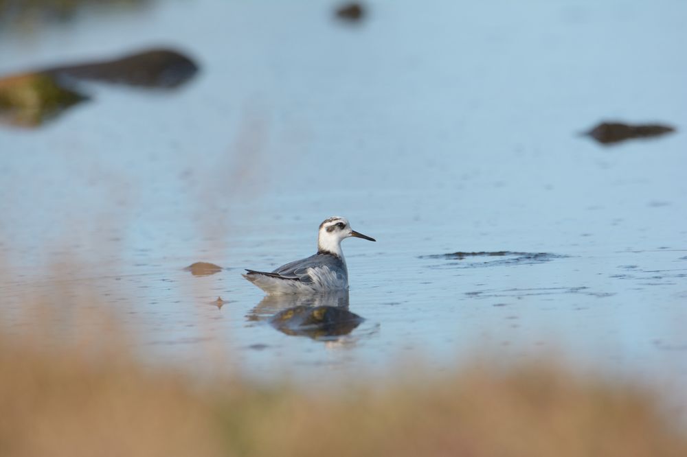 Phalarope à bec large de Goury.