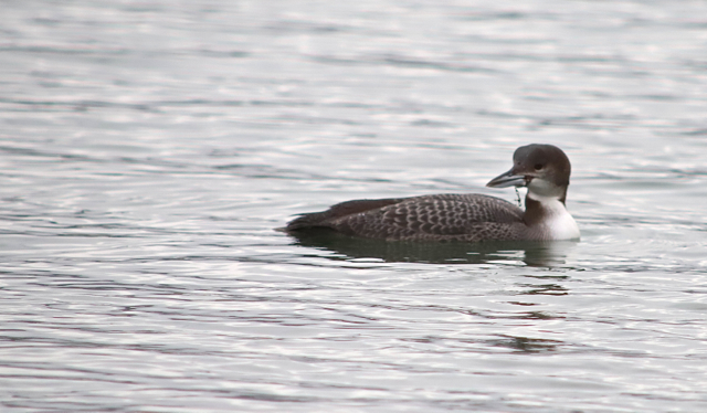 Plongeon imbrin42.jpg