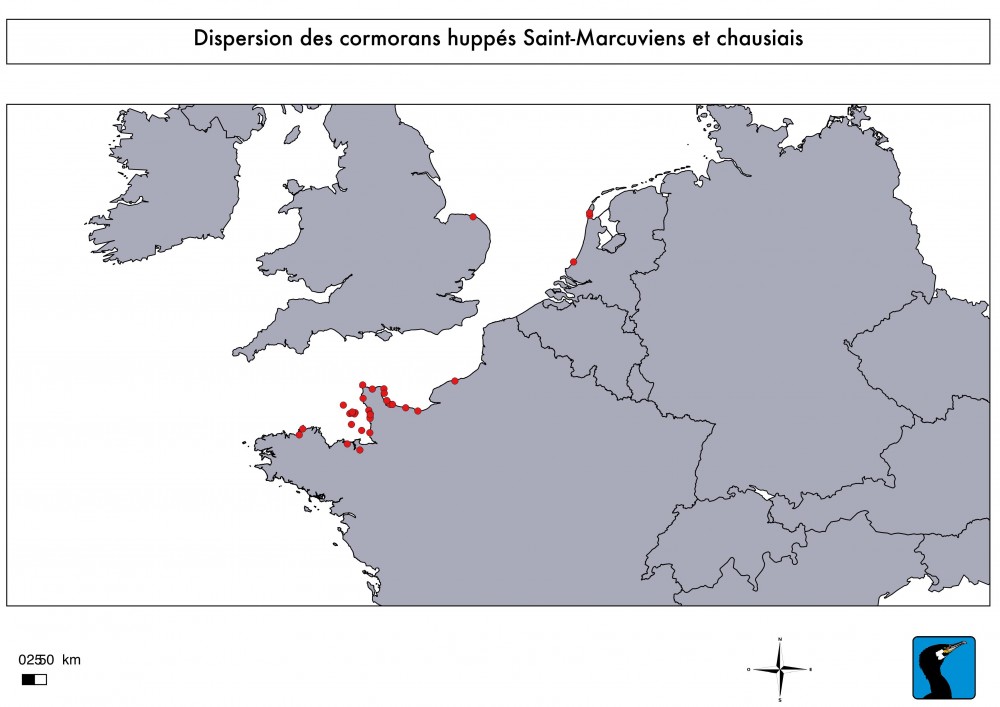 Dispersion des cormorans huppé de Chausey et Saint-Marcouf