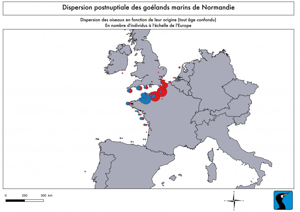 Dispersion des goélands marins normands selon leur origine (en bleu oiseaux de Chausey en rouge oiseaux de baie de Seine)