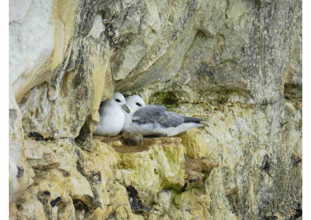 Fulmars boréaux