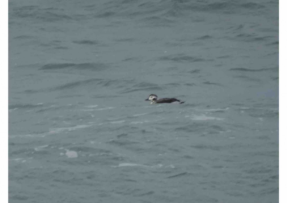 L'enquête oiseaux échoués : c'est également l'occasion d'observer les oiseaux en mer ! Observation d'une harde boréale par Denis Le Maréchal (auteur de la photo) et Françoise Noël lors d'une  prospection EcoQO en décembre dernier.