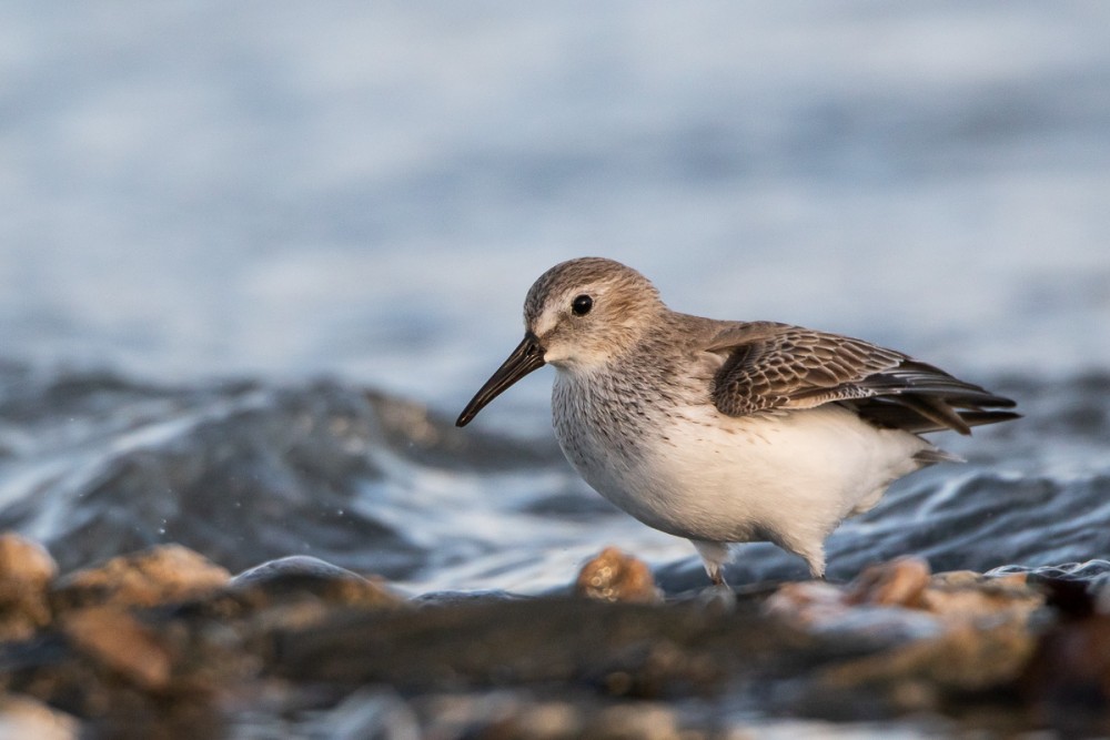 Bécasseau variable