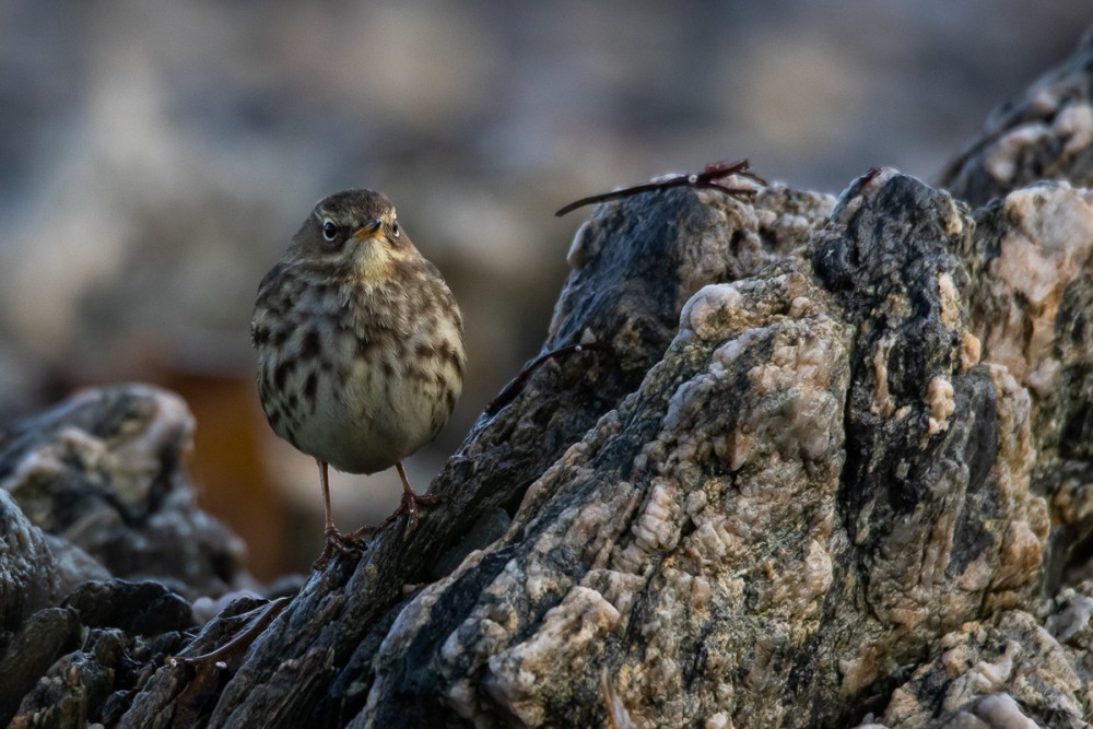 7.jpg (392.11 Kio) Vu 10832 fois Pipit maritime