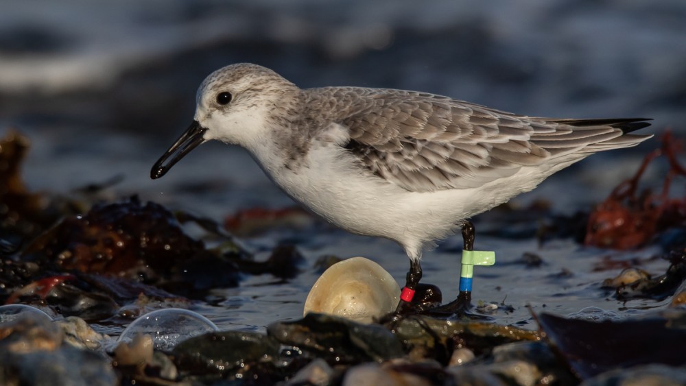 6.jpg (331.83 Kio) Vu 10832 fois Bagué, mais il doit manquer une bague à gauche, il n'est pas reconnu sur le site