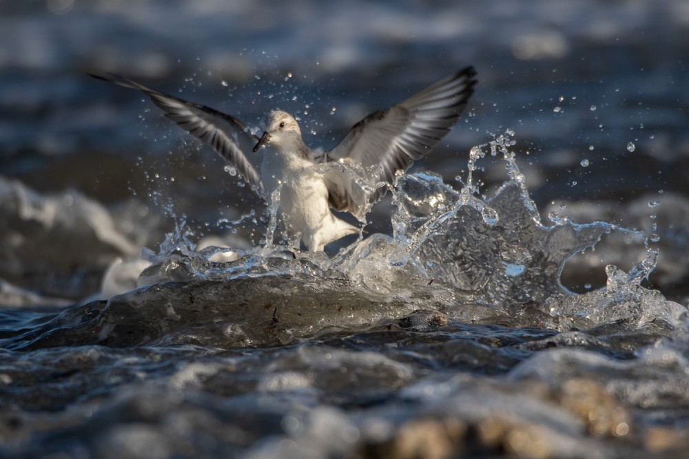 Et hop, la vague arrive