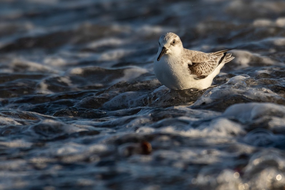 Bécasseau sanderling