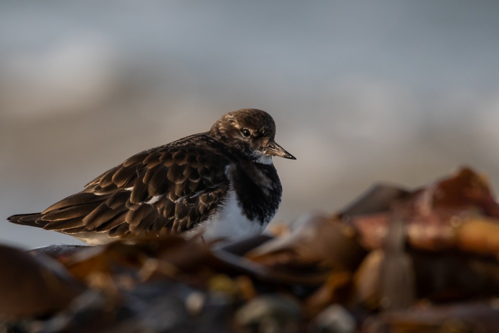 3.jpg (313.82 Kio) Vu 10438 fois Tournepierre, le pilier du bord de mler