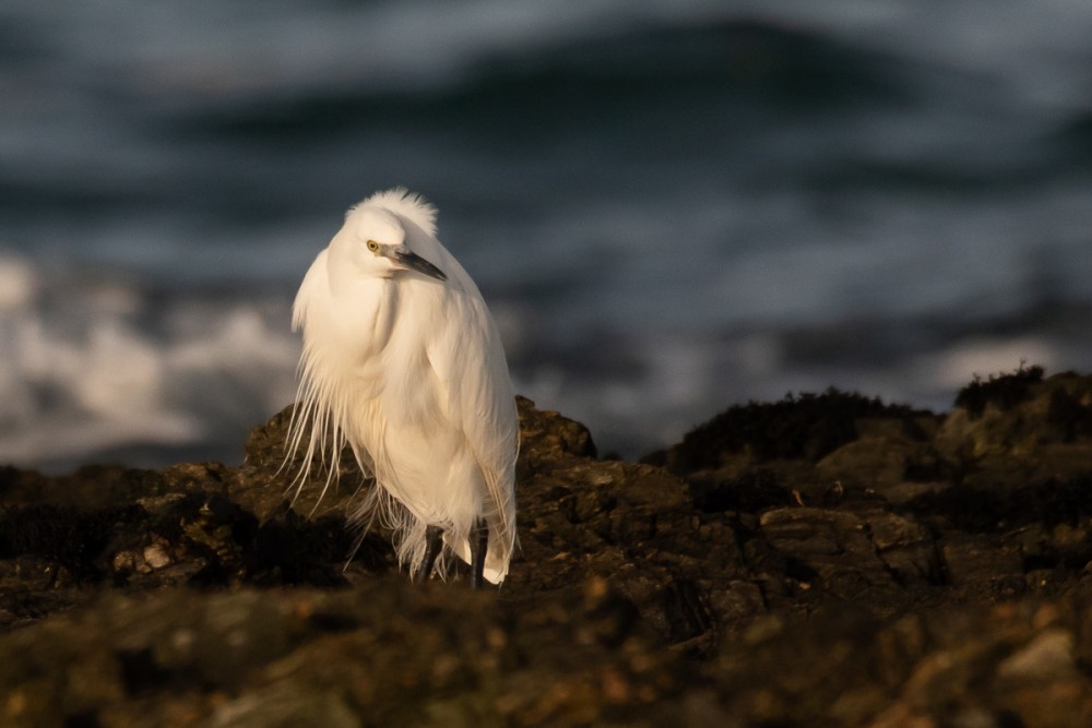 A Urville Nacqueville, aigrette garzette