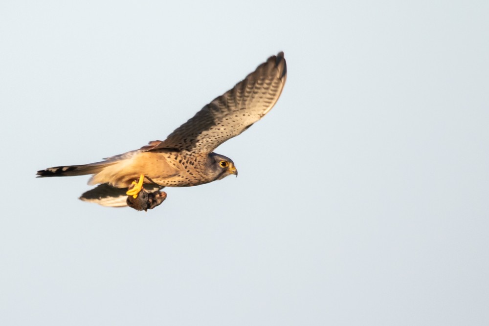 1.jpg (329.81 Kio) Vu 10438 fois Crécerelle avec son goûter à Goury