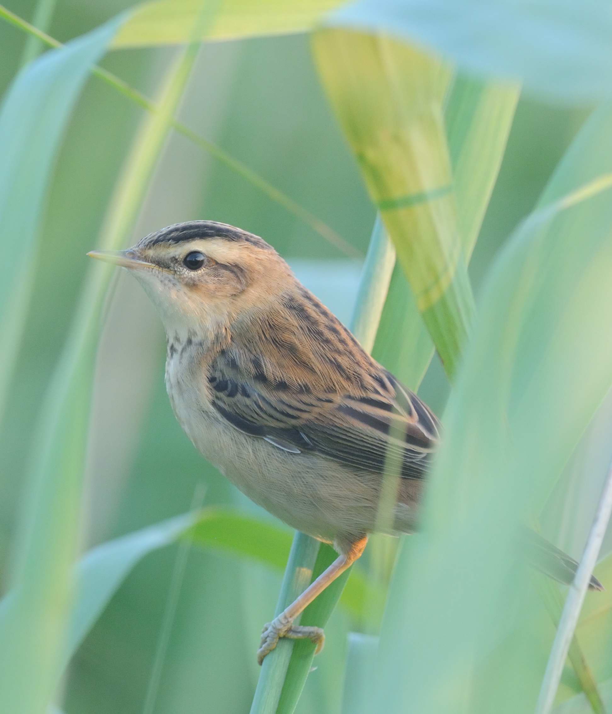 jeune phragmite des joncs dans la roselière