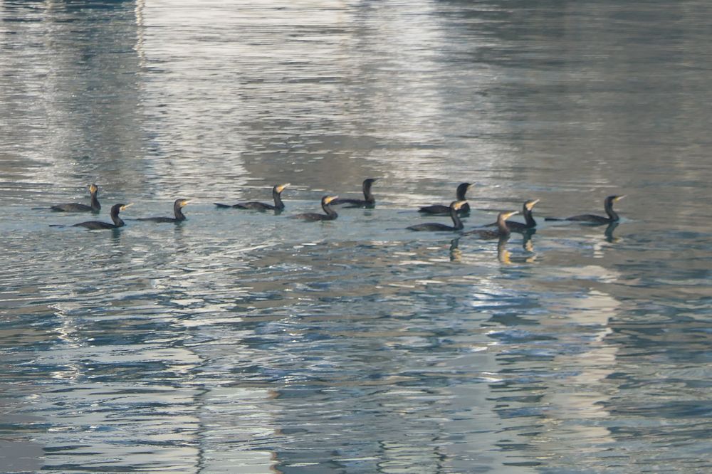 Grands cormorans granvillais (Jacques Alamargot)