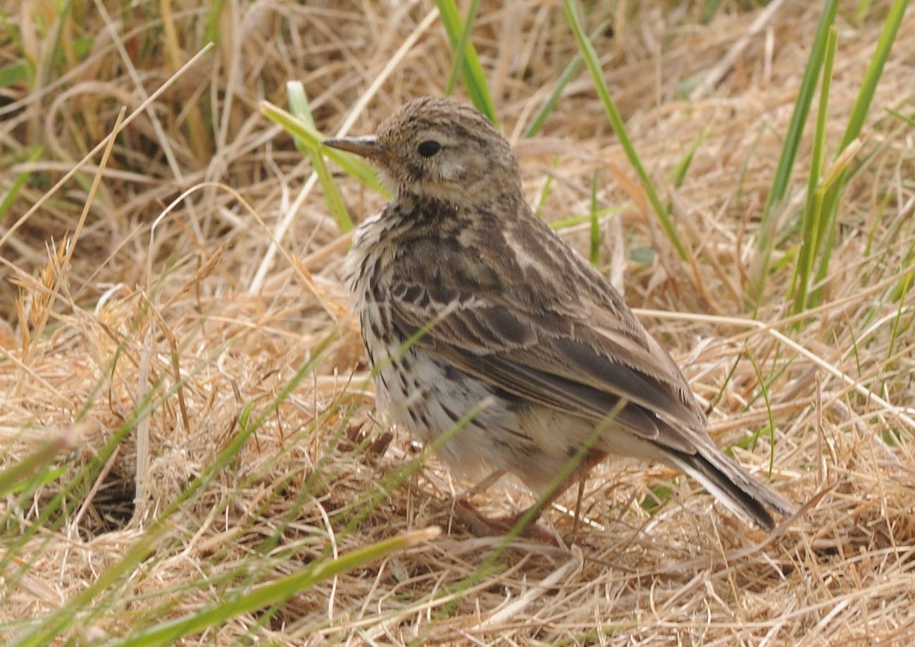 le pipit farlouse, de plus en plus rare dans les marais, est bien présent et facile à observer à Tatihou