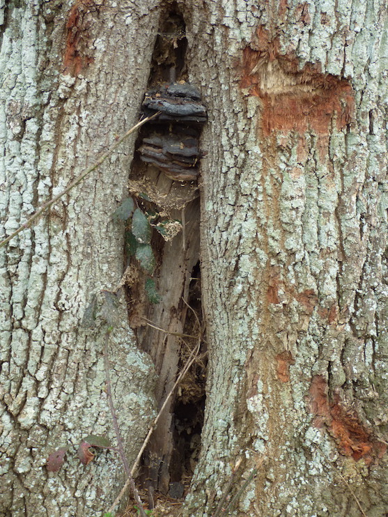 Anciennes ou récentes, les plaies traduisent des comportements peu respectueux des arbres du bocage.