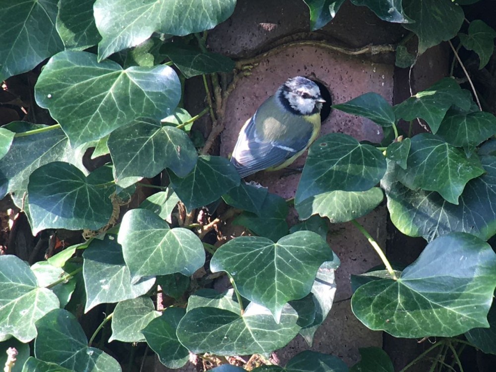 mésange bleue devant le nichoir