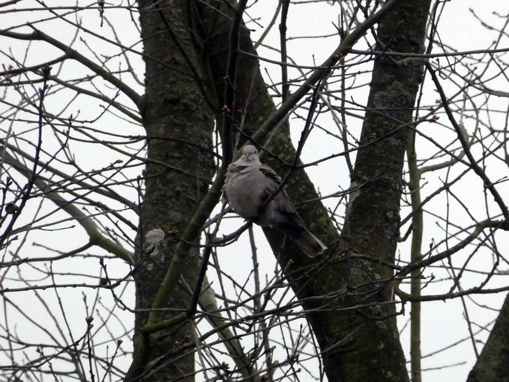 Tourterelle turque perché sur un chêne d'Amérique qui sert de poste de chant à plusieurs espèces.