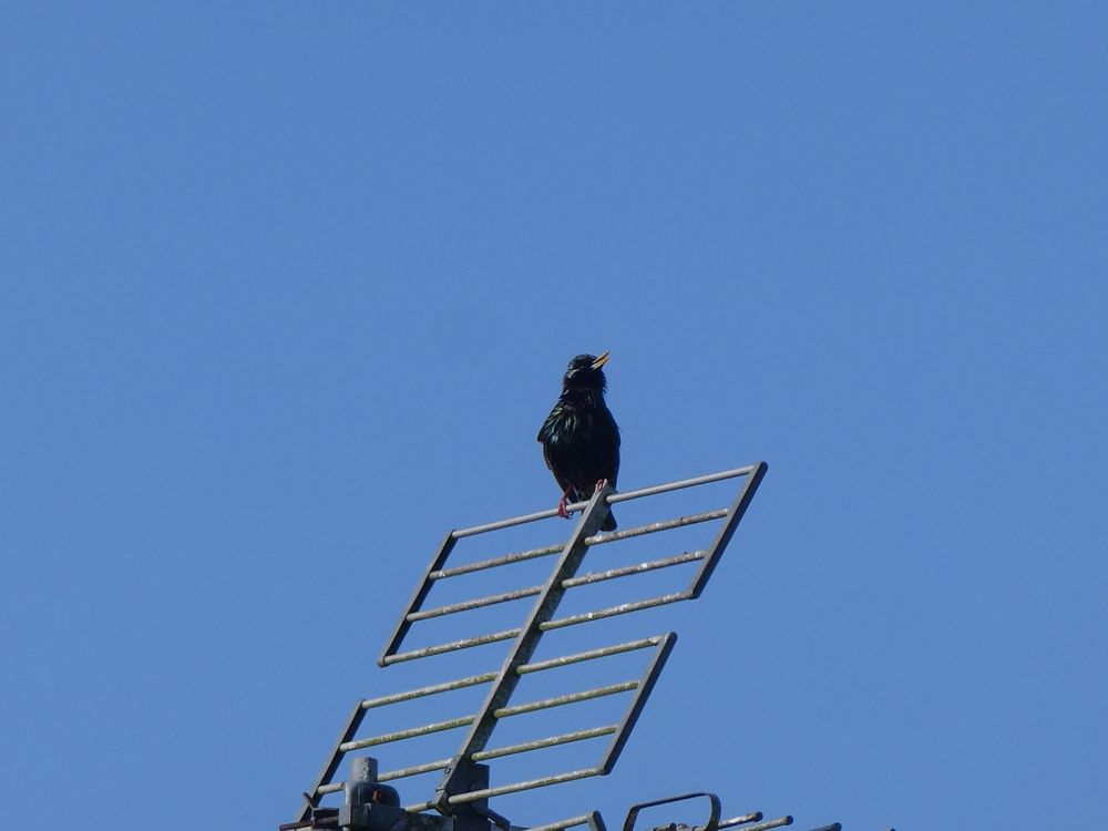 Etourneau vocalisant avec fidélité sur une antenne