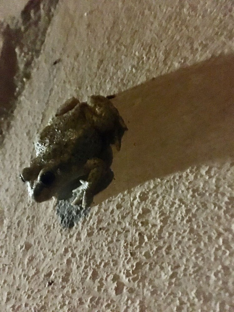 crapaud accoucheur chante sur la terrasse à 21h45