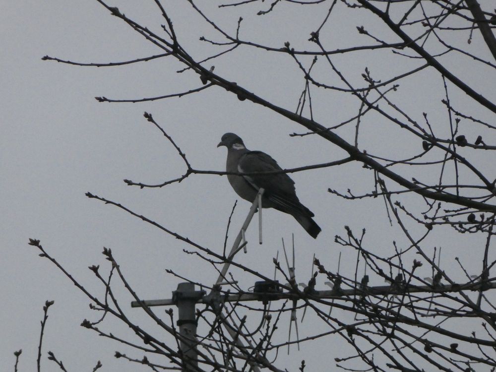 Pigeon ramier à contre-jour 28_03_2020