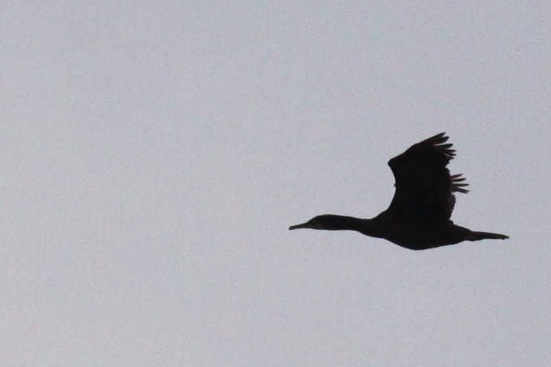 Cormoran, oui,  mais lequel? Daté d'un 17 avril.