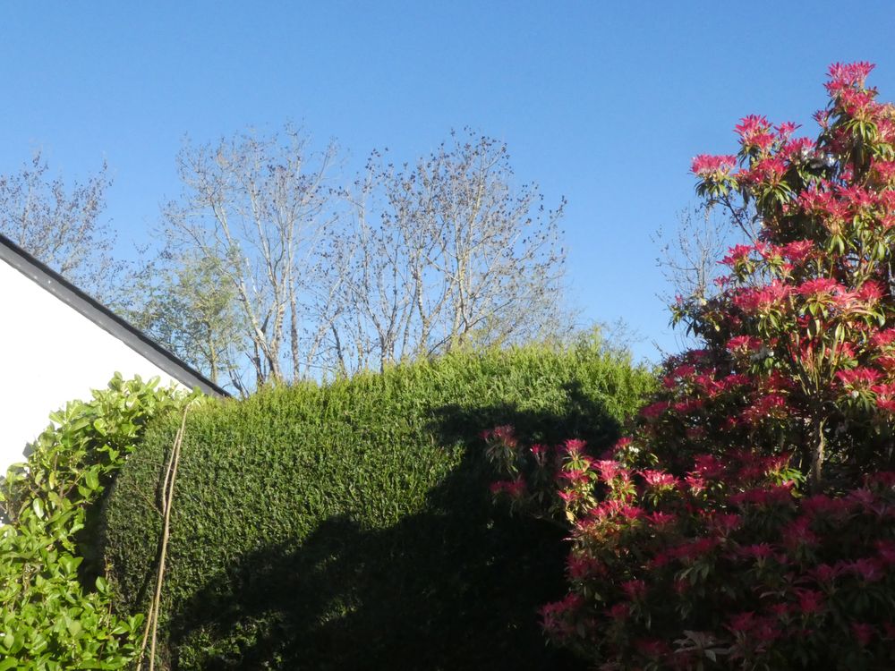 Autre angle de vision à l'ouest-nord-ouest. Rangée de frênes et érable. Le champ de vision est limité . Heureusement, les arbres bien visibles du point d'observation servent de perchoirs pour les chanteurs.