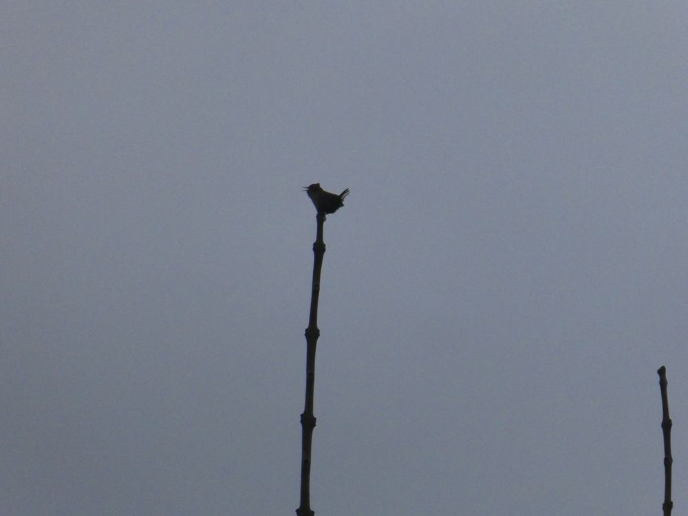 Quel oiseau s'égosille ainsi? Facile!