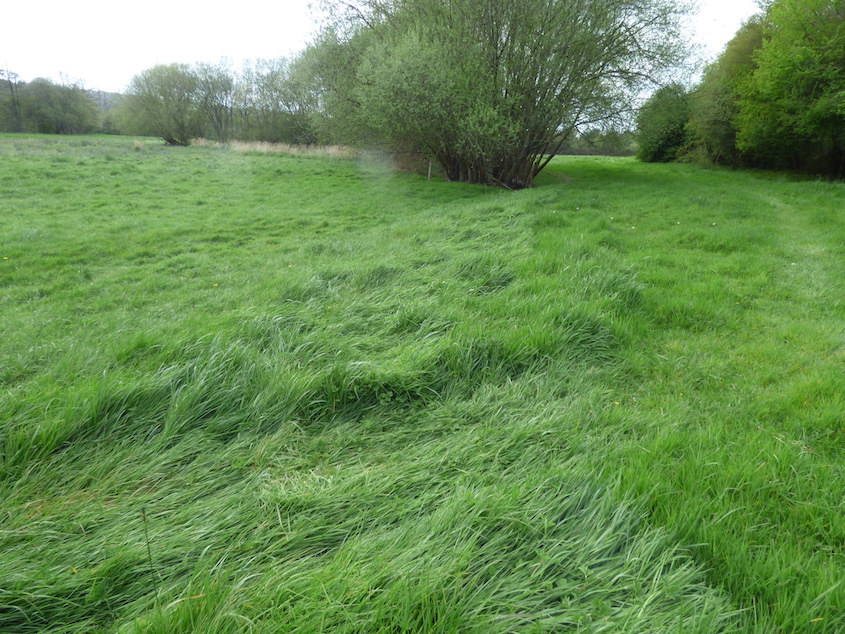 La photo est prise juste dans l'axe de la laisse de crue : l'herbe couchée est plus haute.