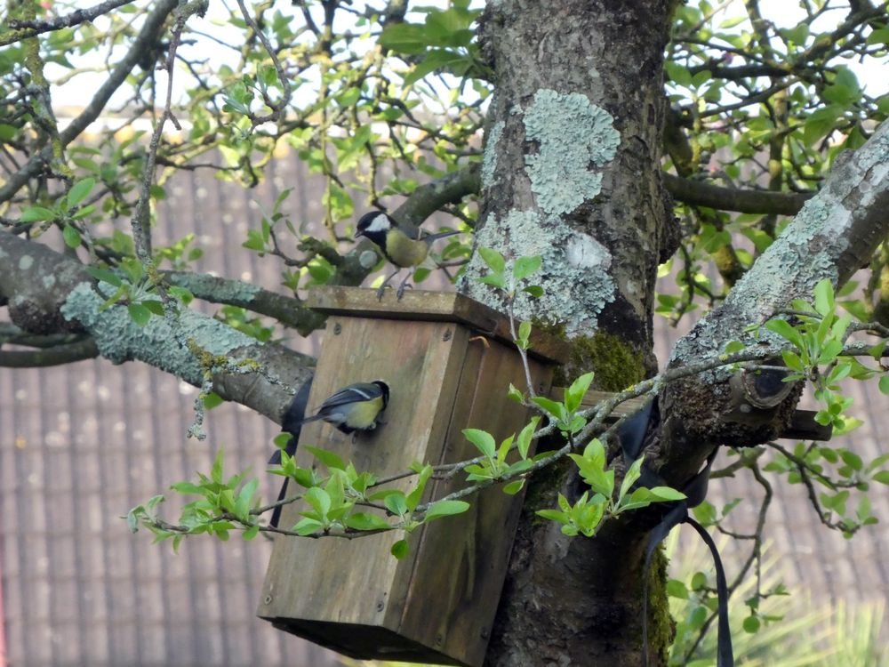 Visite de mésange charbonnière au nichoir.