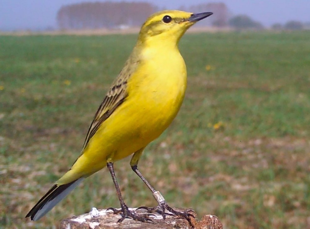 Capture d’écran 2020-04-14 à 12.36.25 (1).jpeg (98.87 Kio) Vu 12500 fois mâle de bergeronnette flavéole