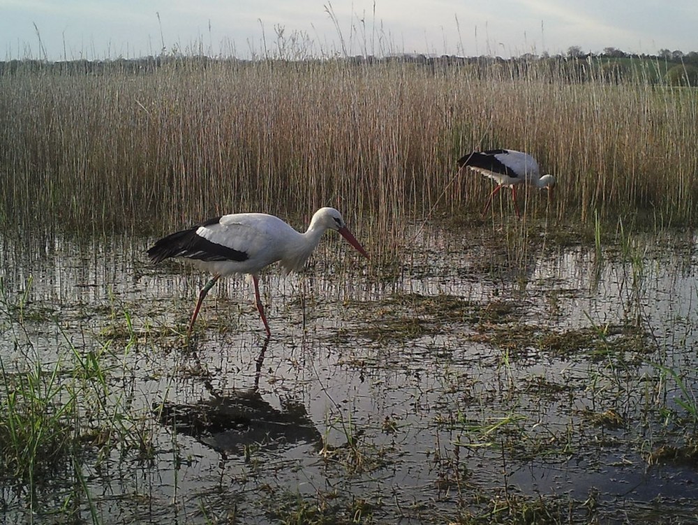 04050019.jpeg (329.68 Kio) Vu 11571 fois cigognes dont une de Loire-Atlantique