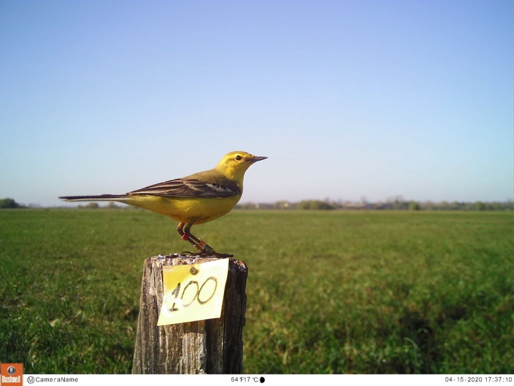 04150037.jpeg (106.29 Kio) Vu 12095 fois flavéole du territoire 1 de 2019 prenant possession des lieux