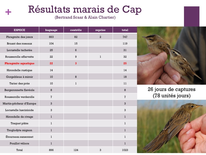 Principal site pour le phragmite aquatique sur le PNR MCB, la RNR du Cap a à nouveau permis d'en capturer mais en moins grand nombre qu'en 2012 et 2013, ce qui semble assez général aussi au niveau national