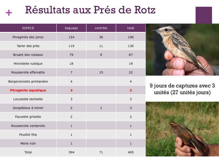 la RNR des Prés de Rotz confirme son importance pour le traquet tarier et son moindre intérêt pour le phragmite aquatique