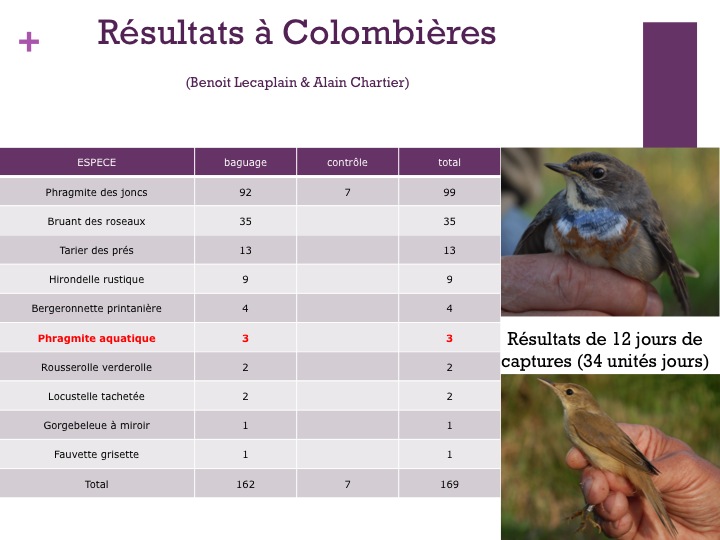 Le survol de la réserve de Colombières par le phragmite aquatique semble acquis, mais le milieu est actuellement défavorable au stationnement des passereaux paludicoles : des travaux s'imposent.