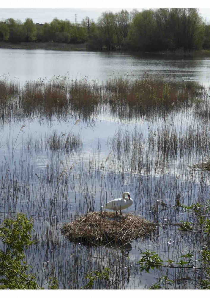 Nid de cygne.jpg