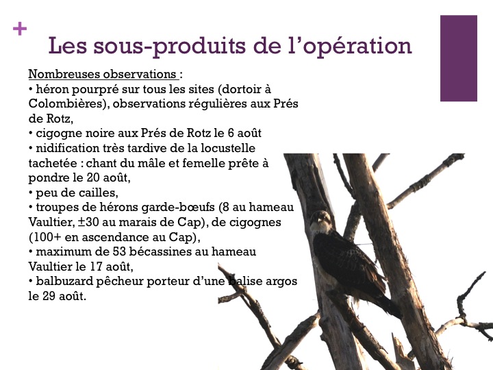Quelques observations réalisées durant cette période avec une présence inaccoutumée du héron pourpré sur toutes les réserves visitées et la dispersion des hérons garde-bœufs dans la vallée