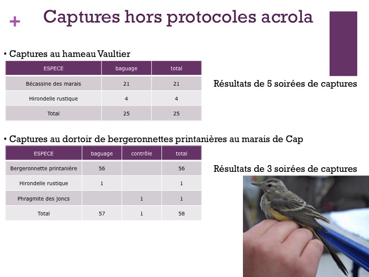 Pas de gros dortoir de bergeronnettes cette année sur la RNR du Cap, mais belle concentration de bécassines sur 1ha au hameau Vaultier