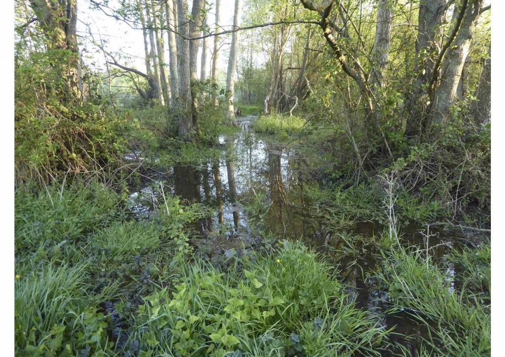 Aulnaie inondée