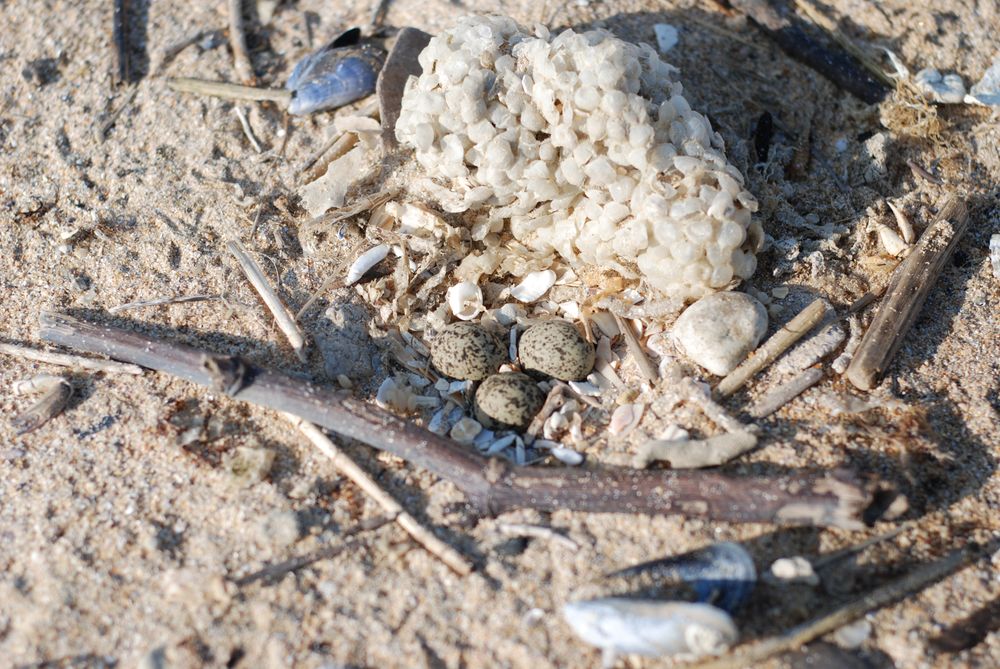 Nid à 3 oeufs de Gravelot à collier interrompu (GCI)