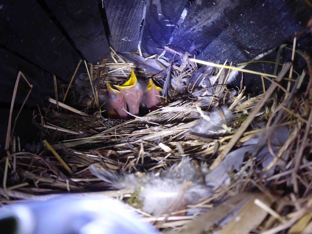 Les poussins de l'un des 3 nids d'étourneau du  jardin sont nés.