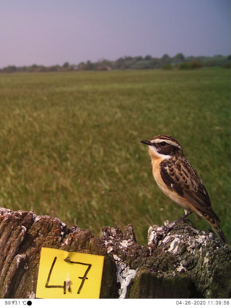 +8669647.jpeg (140.49 Kio) Vu 11453 fois mâle de tarier né en 2019