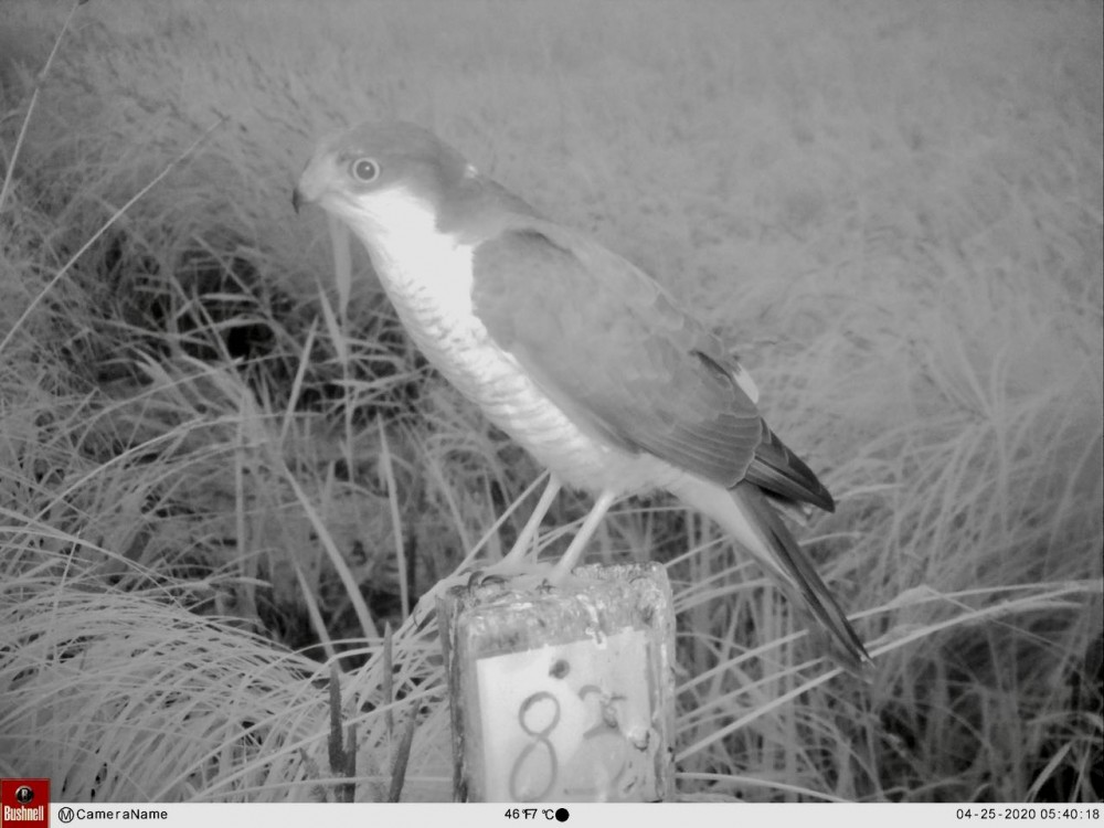 +Pénême.jpeg (120.95 Kio) Vu 12593 fois mâle d'épervier d'Europe