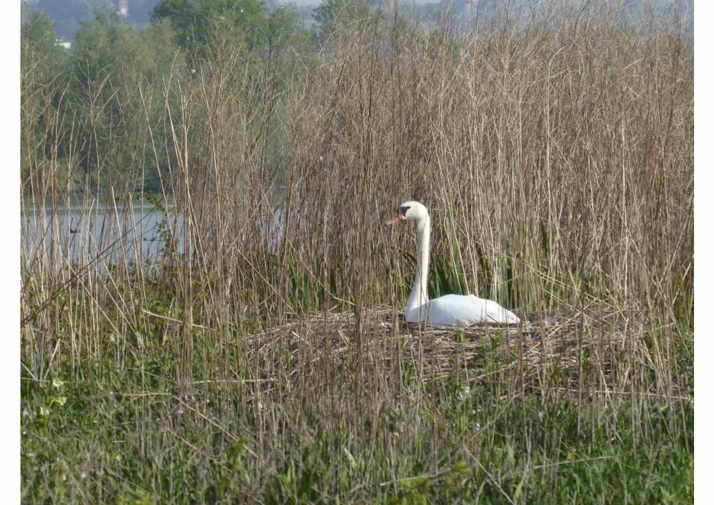 Cygne.jpg